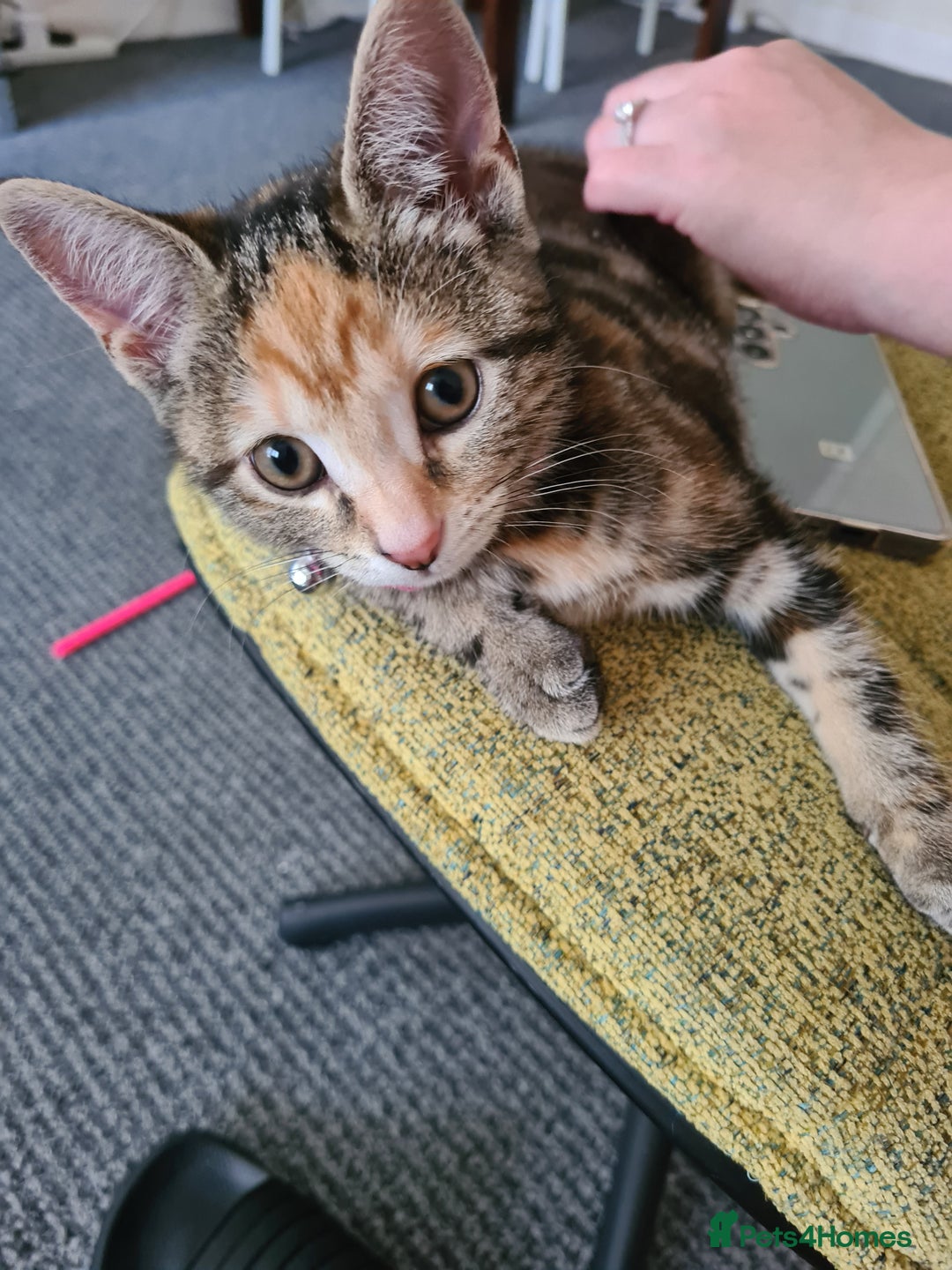 Mixed Breed cats for sale: Friendly kitten - Image 4