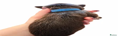 Miniature Schnauzer 1 Cedar