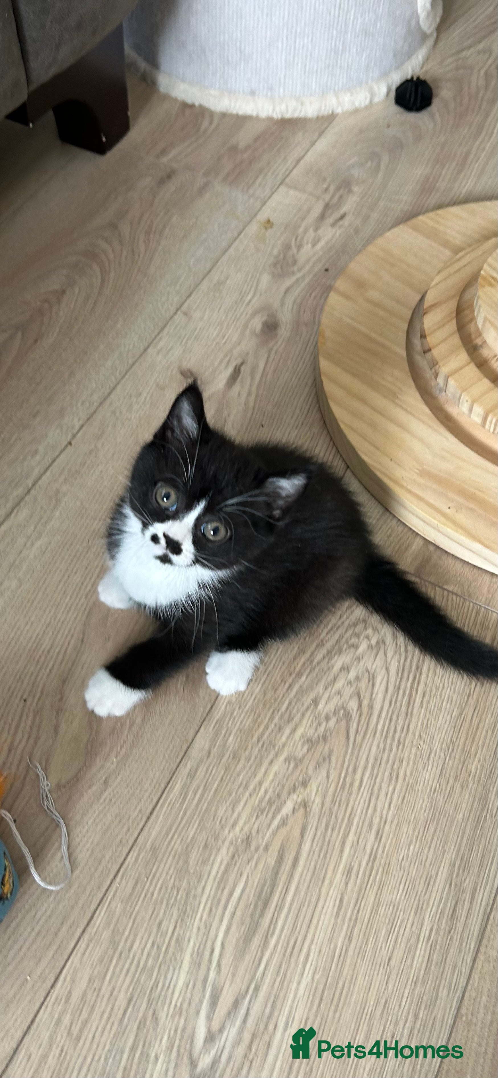 British Shorthair cats Beautiful BSH Kittens 🌺 READY NOW🌺 - Advert 2