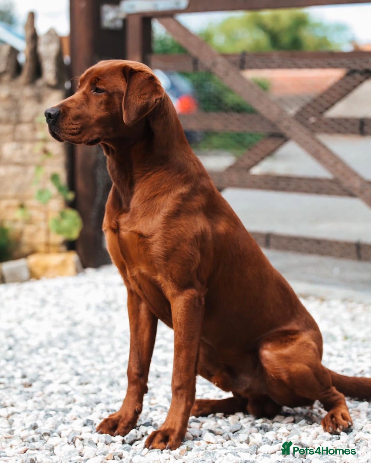 Labrador Retriever dogs Fully Health Tested, Outstanding Dark Red Puppies - Advert 2