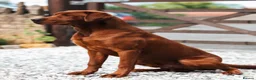 Labrador Retriever dogs for sale: Fully Health Tested, Outstanding Dark Red Puppies - Advert 19
