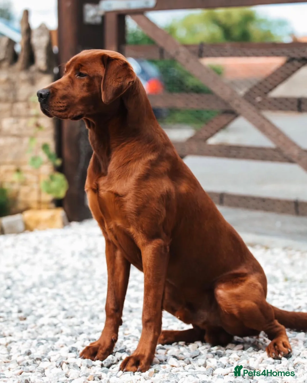 Labrador Retriever dogs for sale: Fully Health Tested, Outstanding Dark Red Puppies - Advert 19