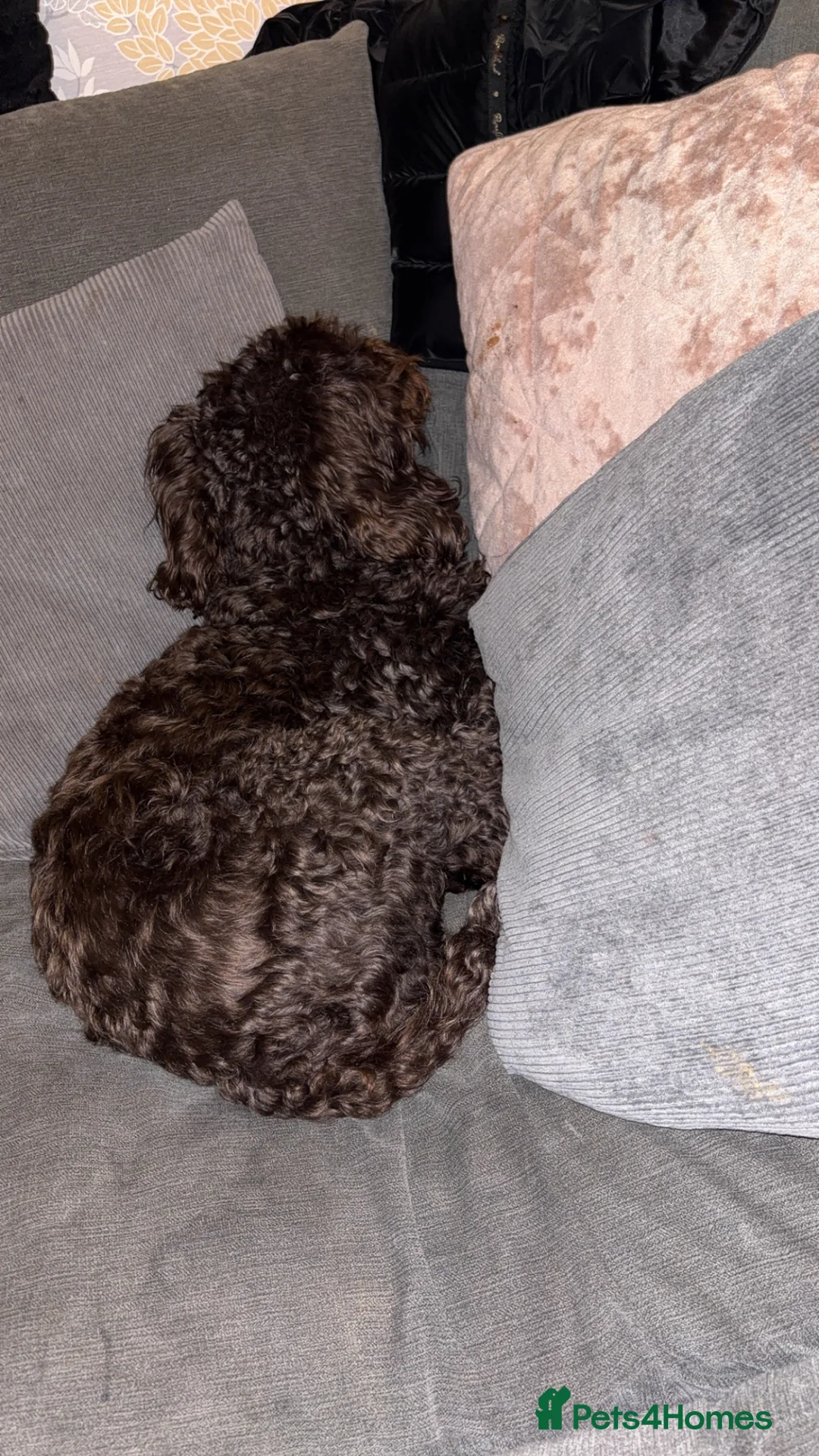 Cocker Spaniel dogs for sale: sister due - Advert 2