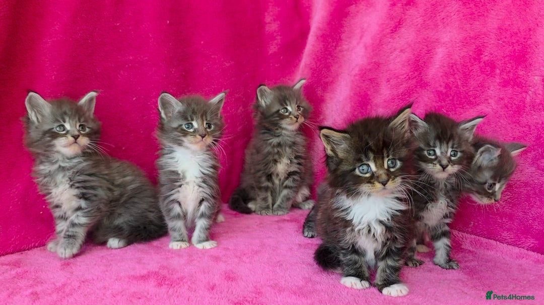 Maine Coon cats for sale: Last girl Tica Beautiful Maine Coon kittens  - Image 32