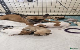 French Bulldog dogs for sale: French Bulldogs - Image 9