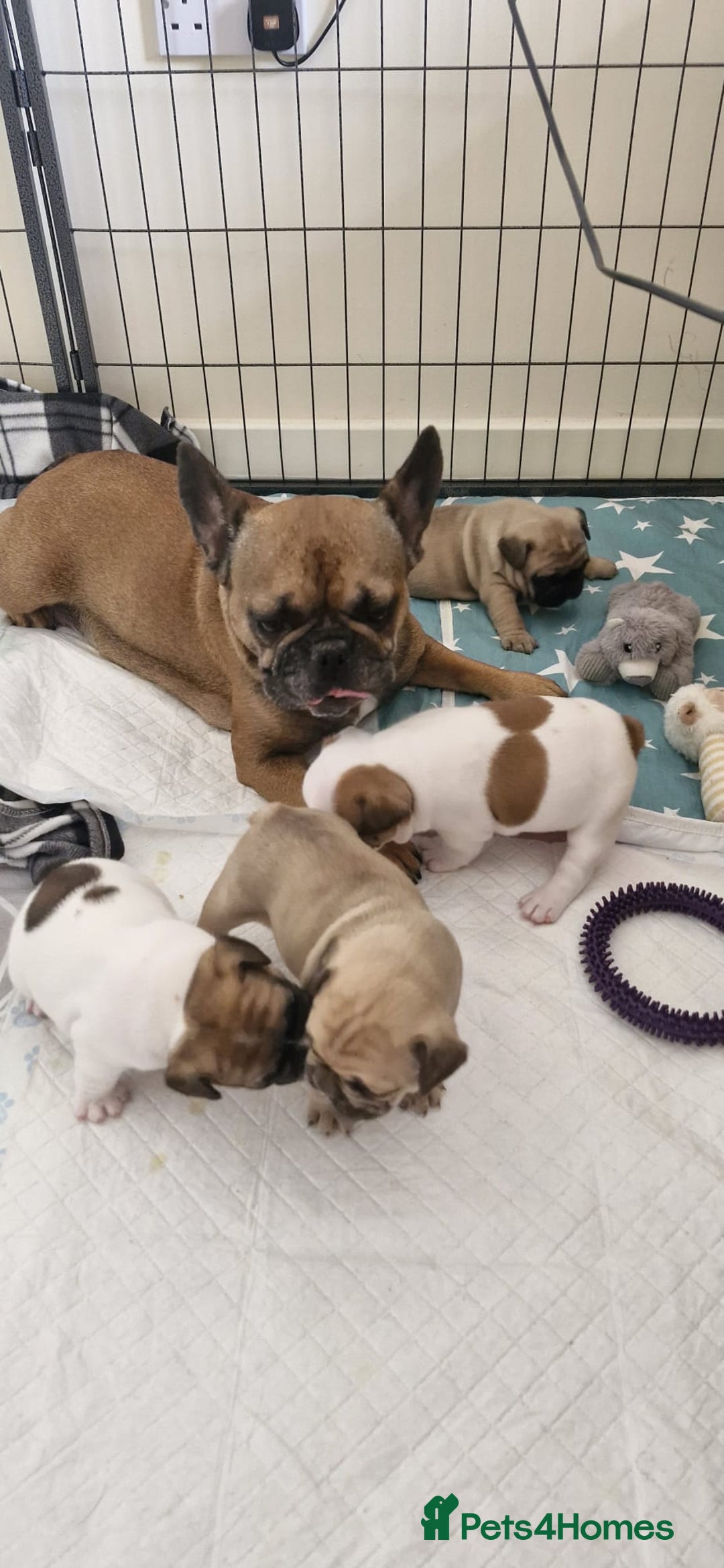 French Bulldog dogs for sale: French Bulldogs - Image 9
