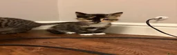 Mixed Breed cats for sale: Half Siberians  - Advert 17