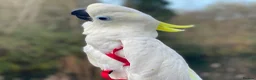 Cockatoo birds for sale: Triton Cockatoo - Beautiful Tame Trained & Social  in Stroud - Advert 6