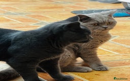 British Shorthair cats for sale: Adorable Active Pure British short hair - Image 8