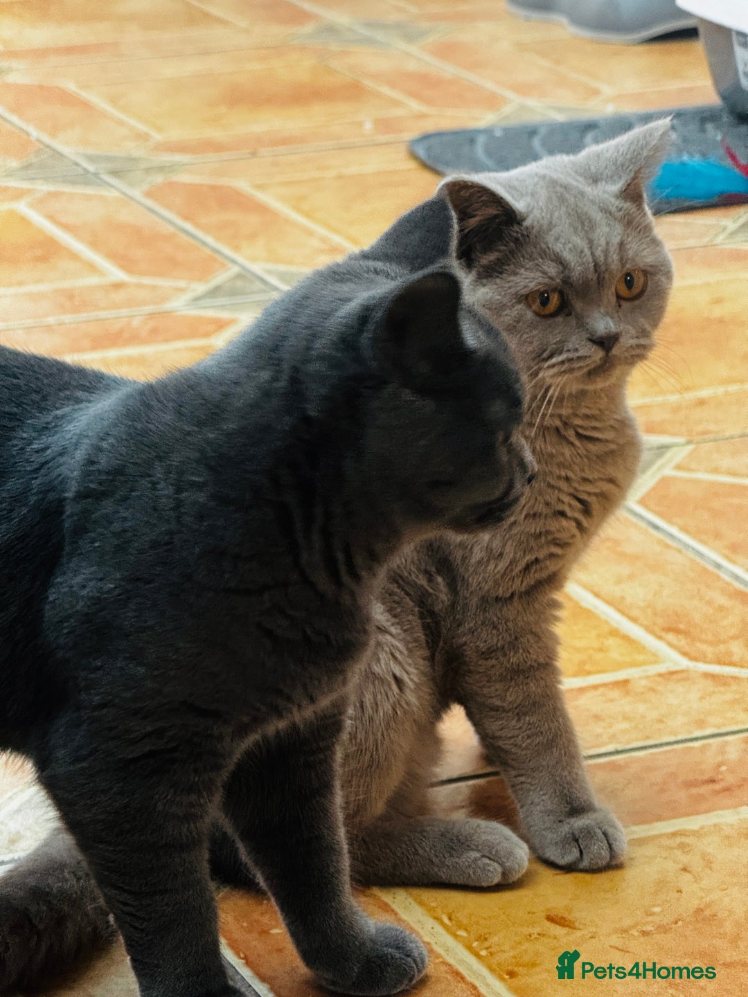 British Shorthair cats for sale: Adorable Active Pure British short hair - Image 8