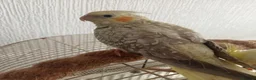 Cockatiels birds for sale: Beautiful hand reared baby cockatiel s for sale  - Advert 2