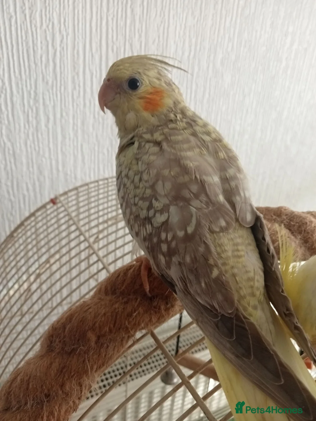 Cockatiels birds for sale: Beautiful hand reared baby cockatiel s for sale  - Advert 2