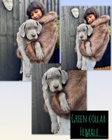 Mixed Breed dogs Last two mastiff pups available - Advert 1