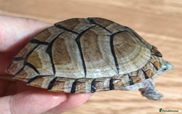 Turtle reptiles for sale: Razorback Musk Turtle, Free 4 bags 40g turtle food - Image 12