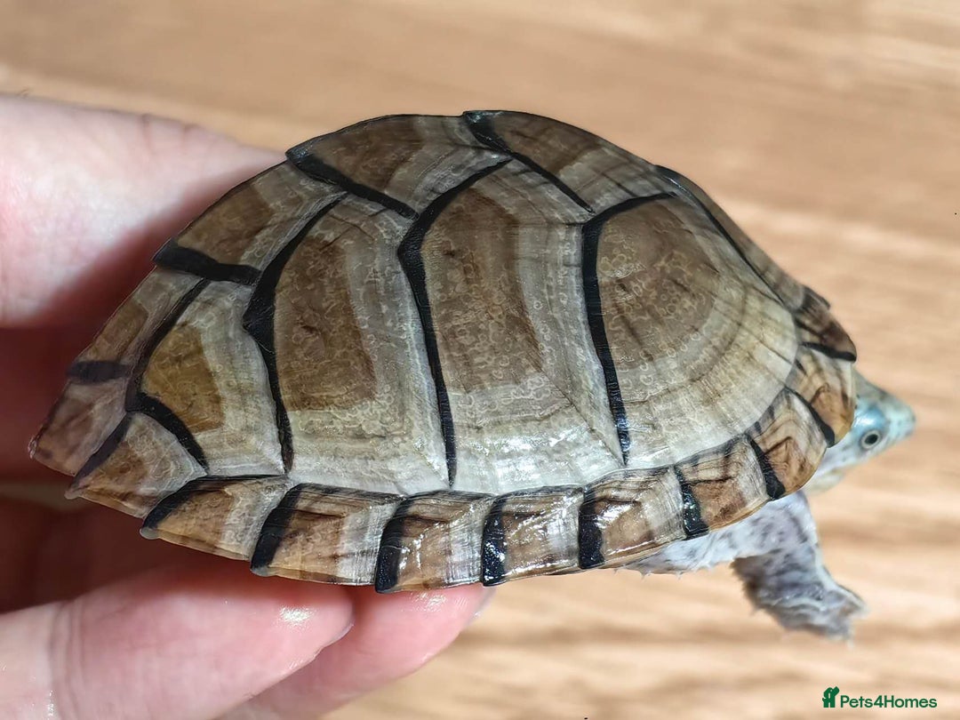 Turtle reptiles for sale: Razorback Musk Turtle, Free 4 bags 40g turtle food - Image 12