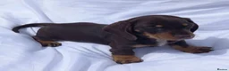 Miniature Dachshund dogs for sale: Kc reg mini dachshund last stunning little girl . - Advert 15