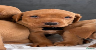 Labrador Retriever dogs - Advert 3