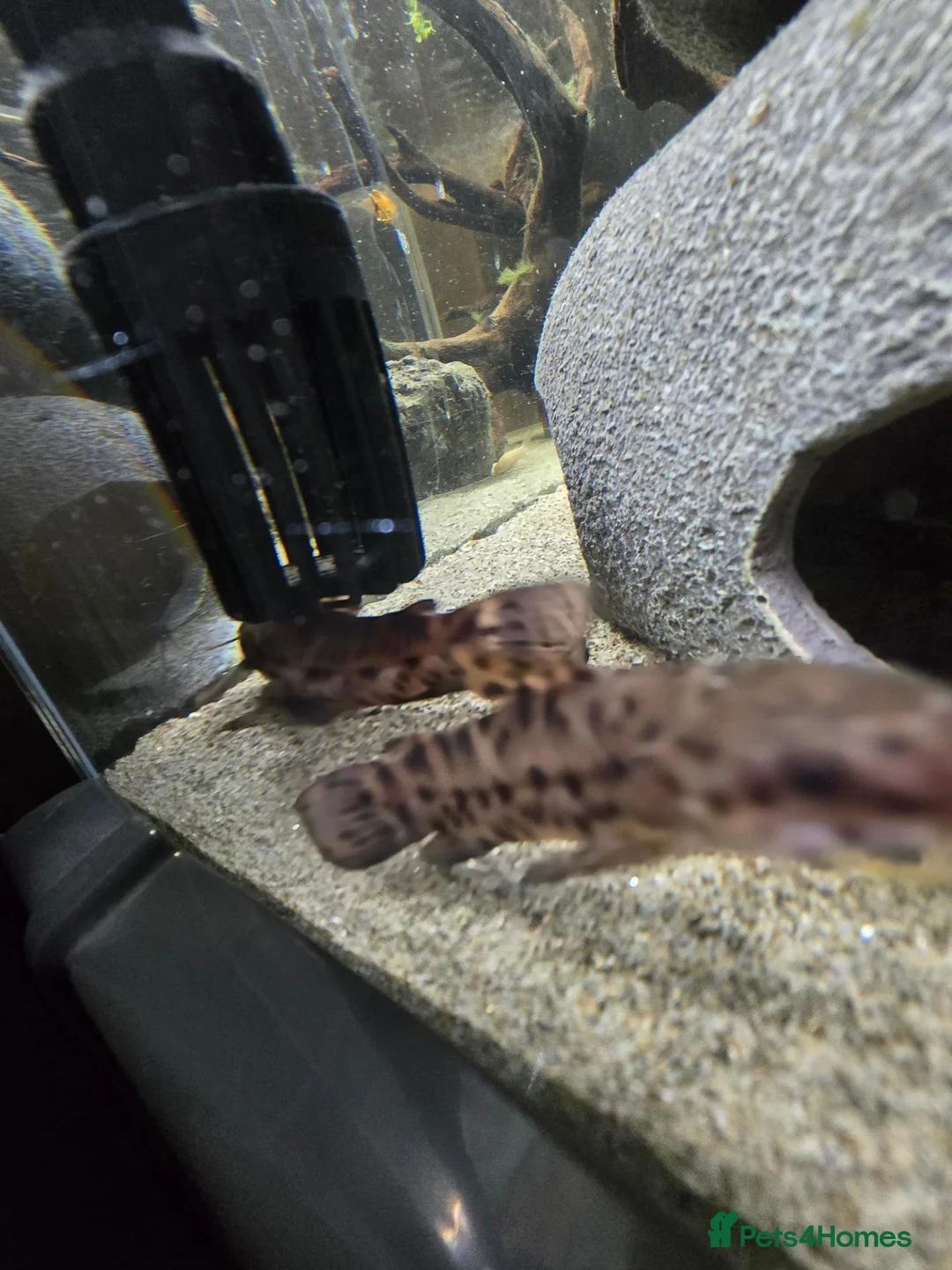 Catfish fish for sale: Hoplo Catfish and Corydora catfish in Manchester - Advert 1
