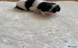 Cockapoo dogs for sale: Miniature f1 cocker poodles  - Advert 11