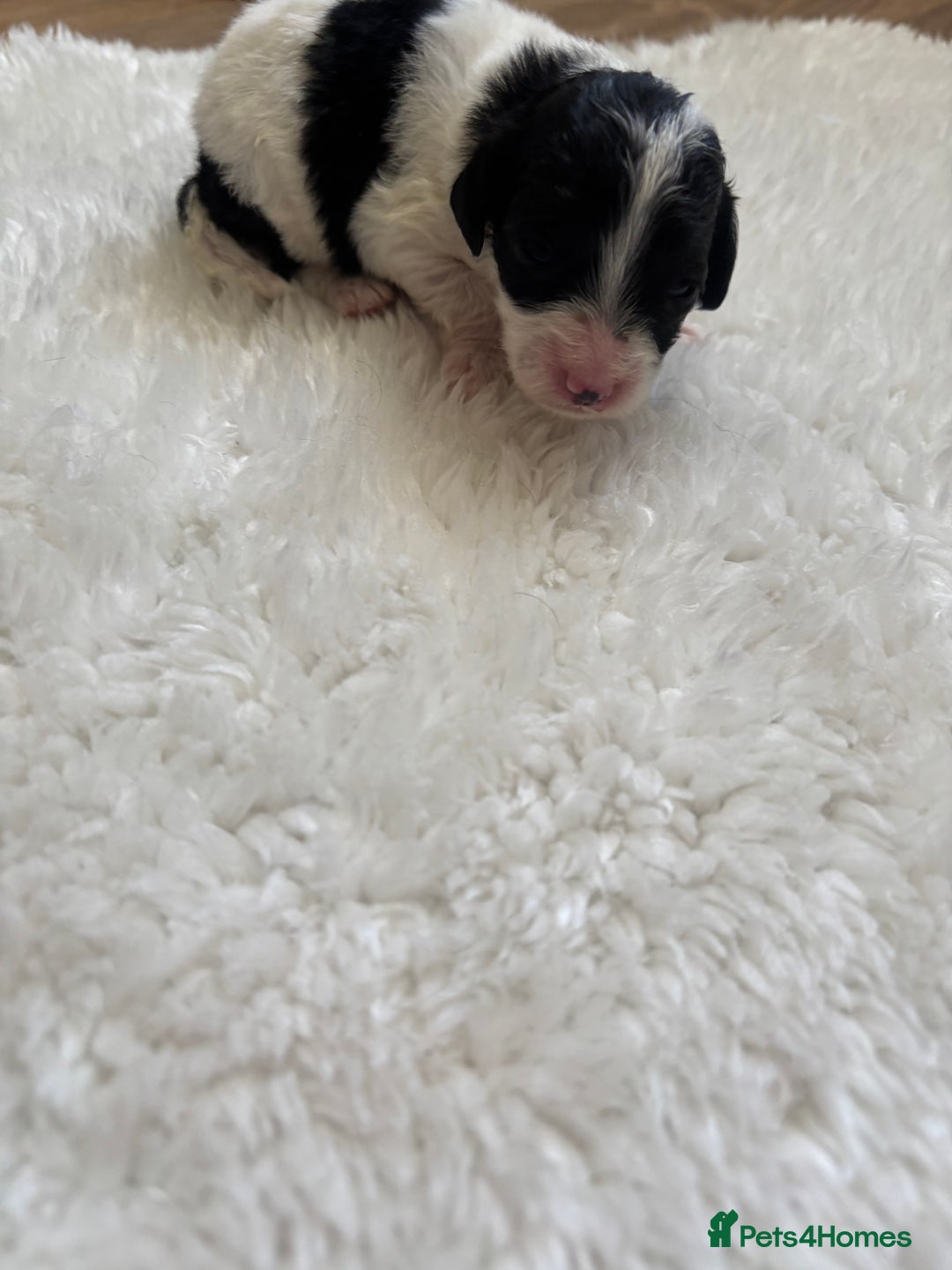 Cockapoo dogs for sale: Miniature f1 cocker poodles  - Advert 11