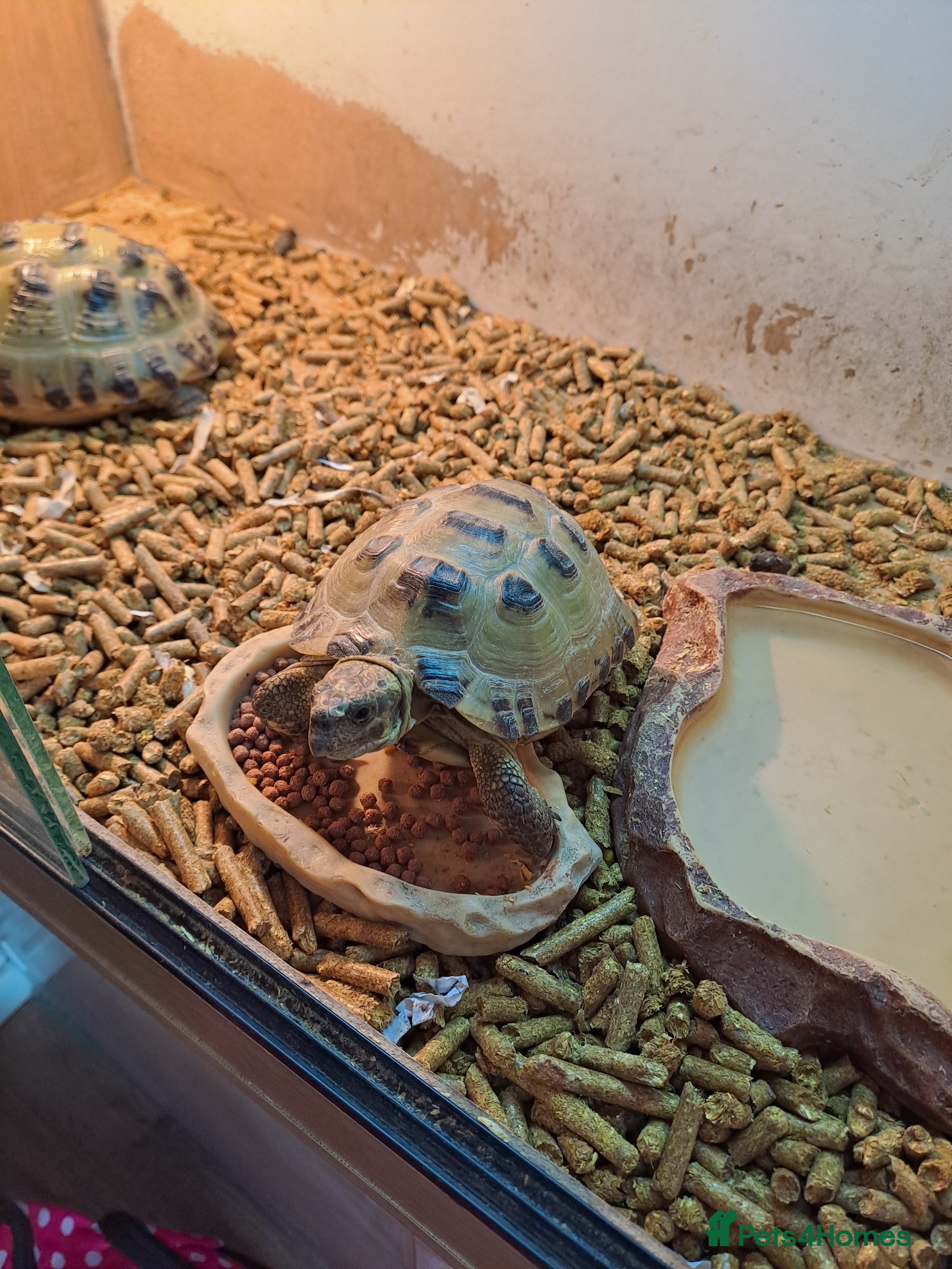 Tortoise reptiles Male tortoise in Todmorden - Advert 1