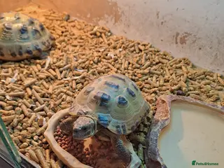 Tortoise reptiles Male tortoise in Todmorden - Advert 1