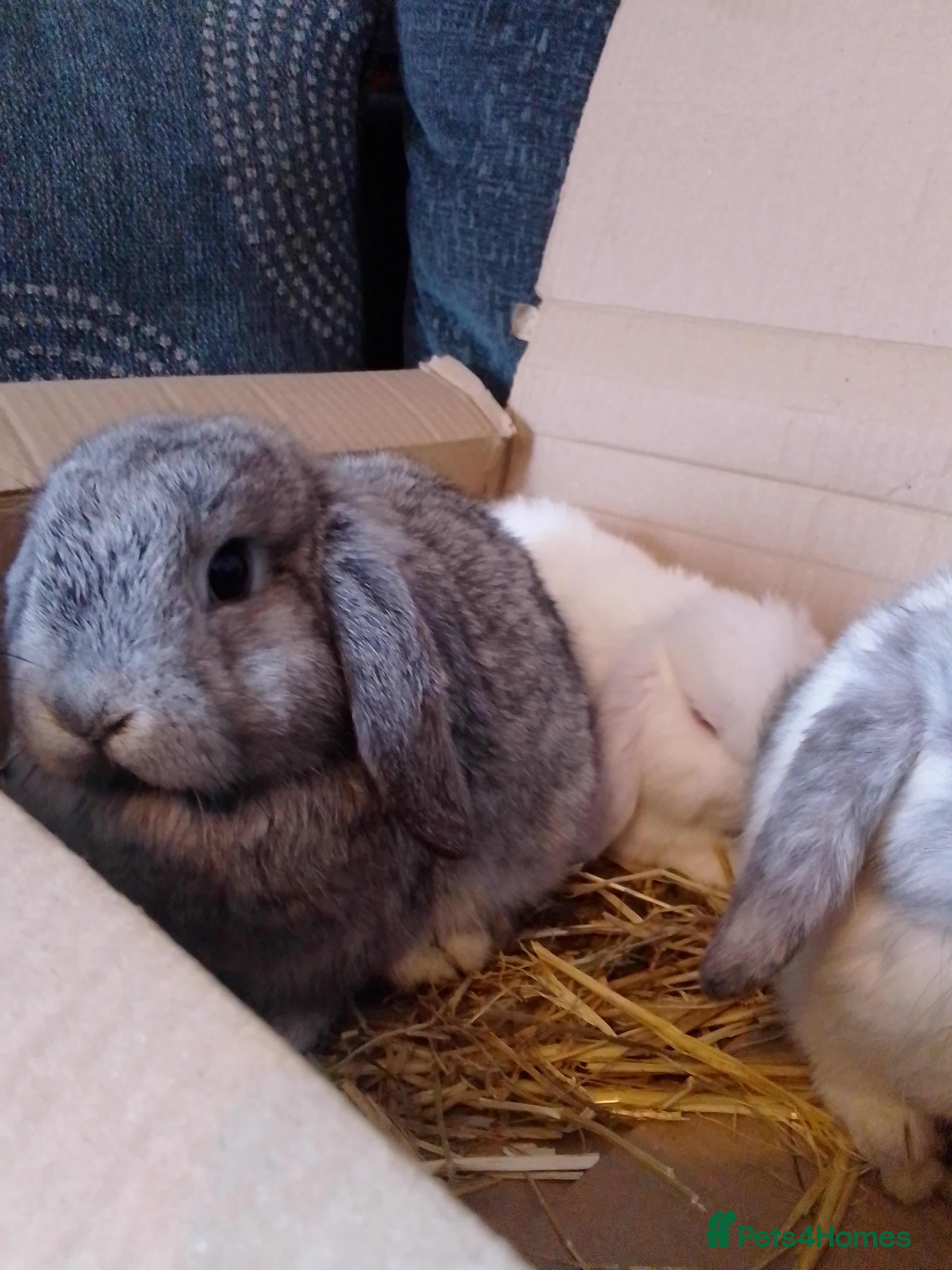 Mini Lop rabbits Beautiful blue mini lop bunnies ready to go  - Advert 4