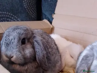 Mini Lop rabbits Beautiful blue mini lop bunnies ready to go - Advert 2
