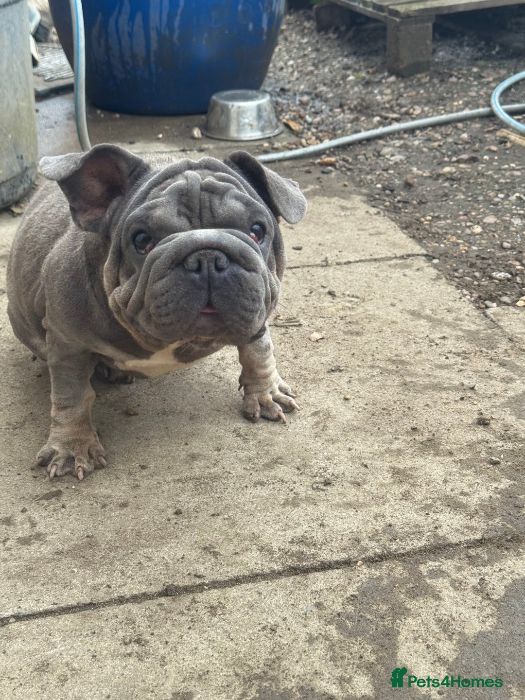 French Bulldog dogs for sale: French Bulldog  - Image 1