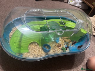 Hamster rodents - Advert 31