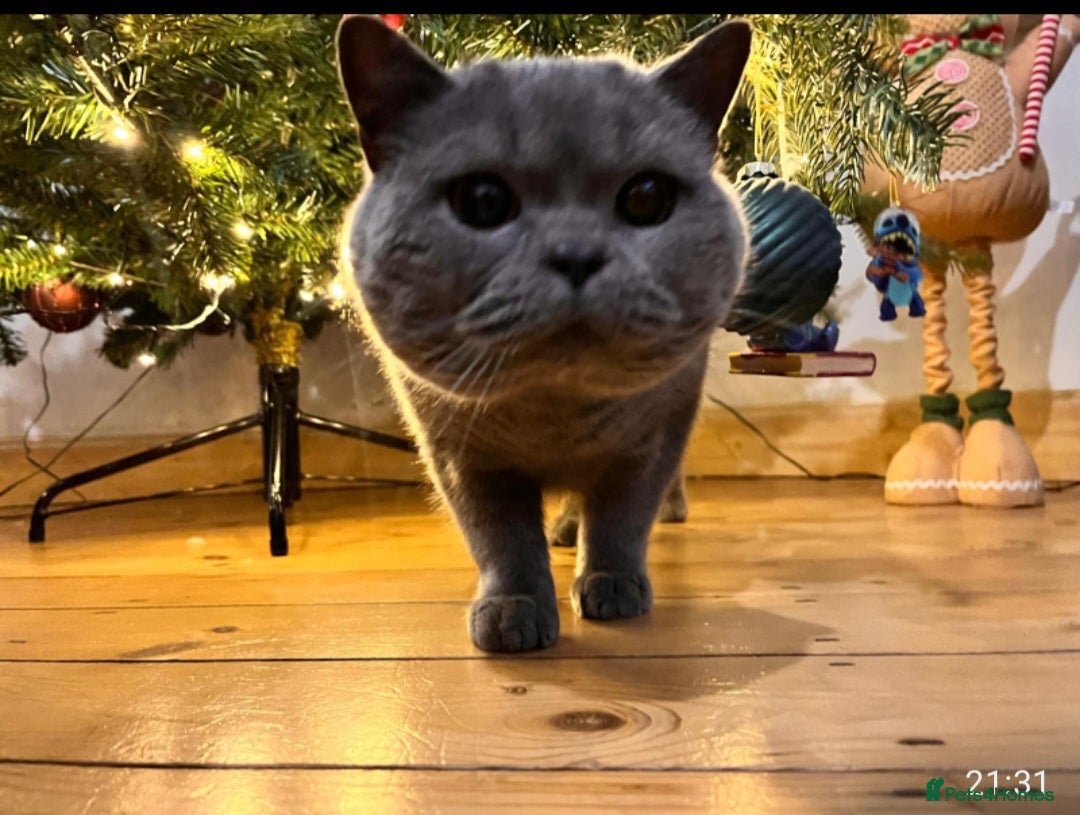 British Shorthair cats for sale: 8 yr old male British short hair - Image 2