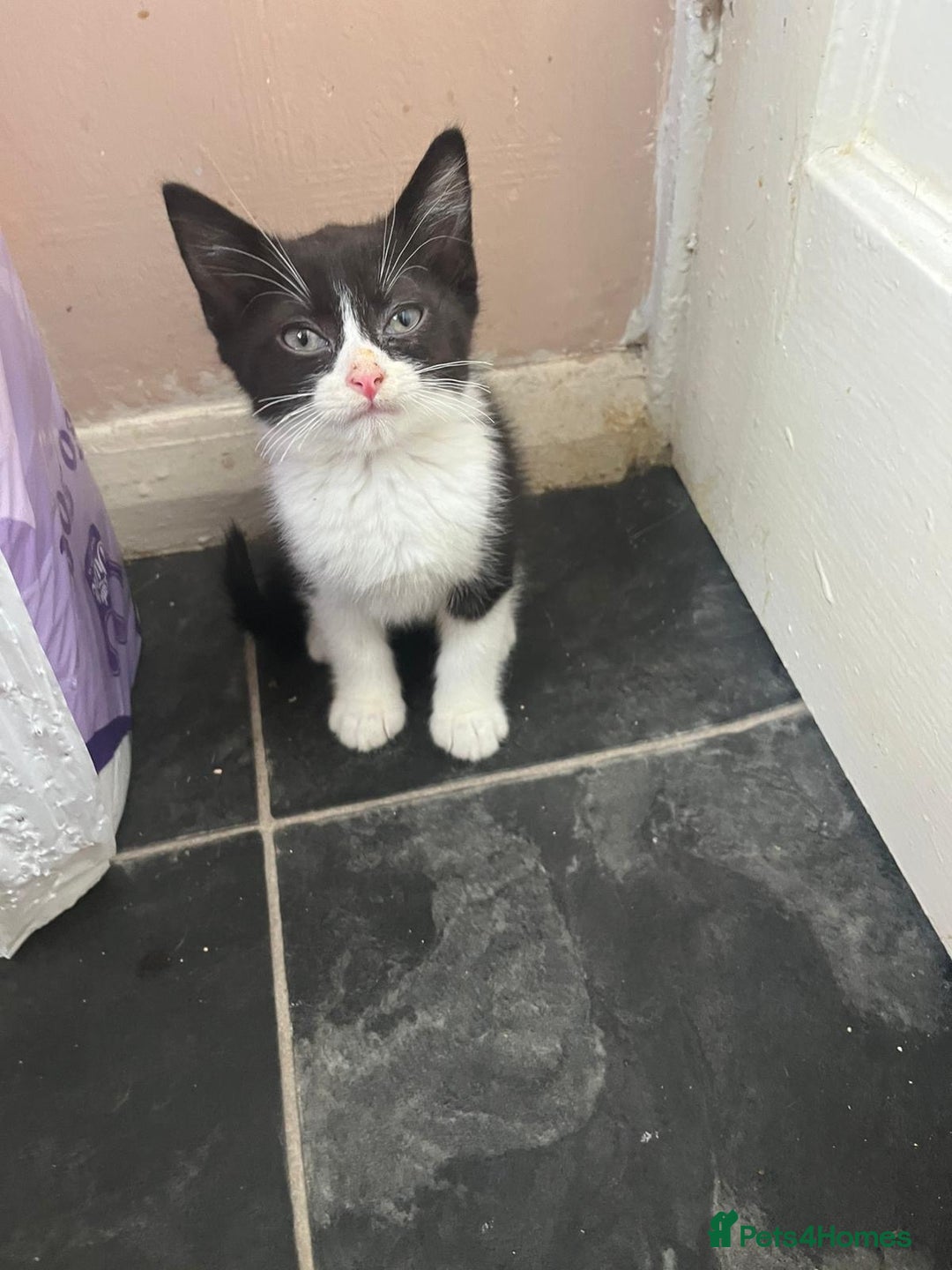 Mixed Breed cats for sale: 2 kittens for sale  - Image 2