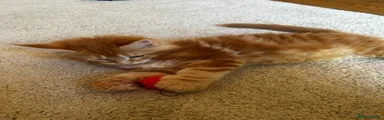 Marmalade 