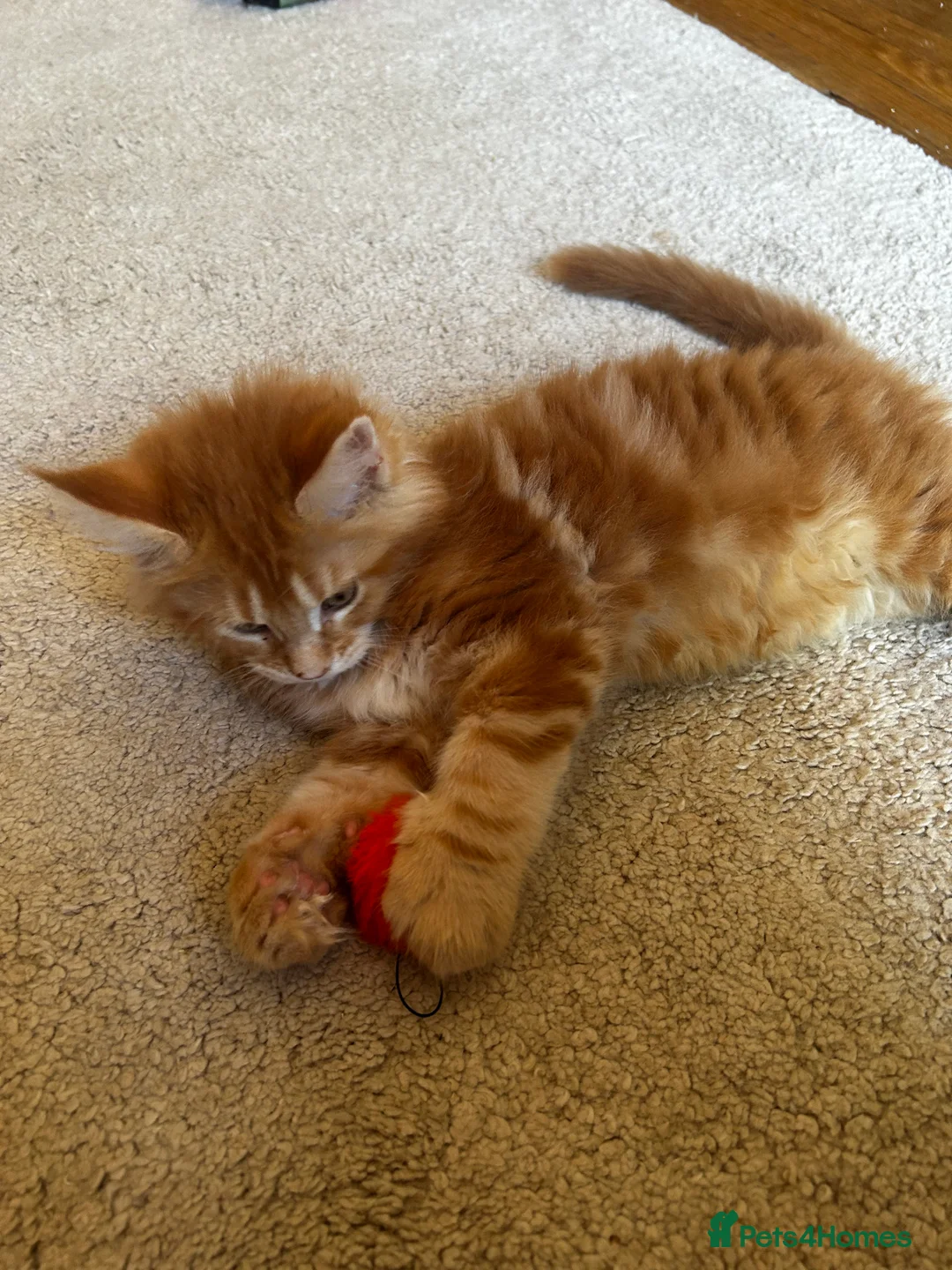 Maine Coon cats for sale: Maincoon kittens pure bred  - Advert 2