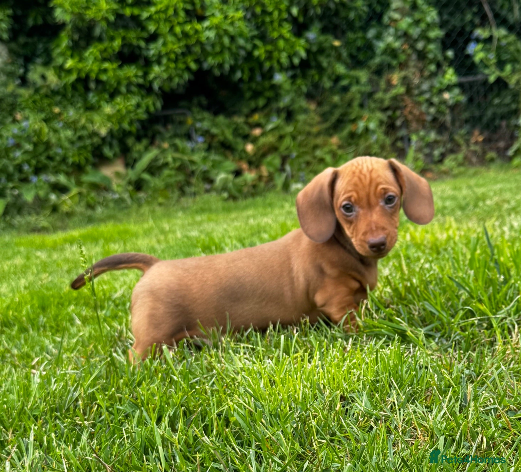 Miniature Dachshund dogs Kc reg/PRA clear mini red BOY AND GIRL - Advert 1