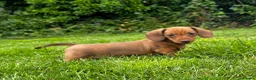 Miniature Dachshund dogs for sale: Kc reg/PRA clear mini red BOY AND GIRL - Advert 1