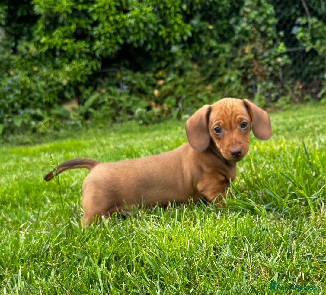 Miniature Dachshund dogs for sale: Kc reg/PRA clear mini red BOY AND GIRL - Advert 1