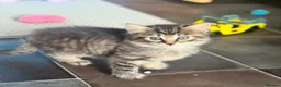British Longhair cats for sale: Long hair kittens - Advert 16