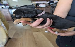 Mixed Breed dogs for sale: Jack, Springer X staffy, lurcher puppies - Image 8