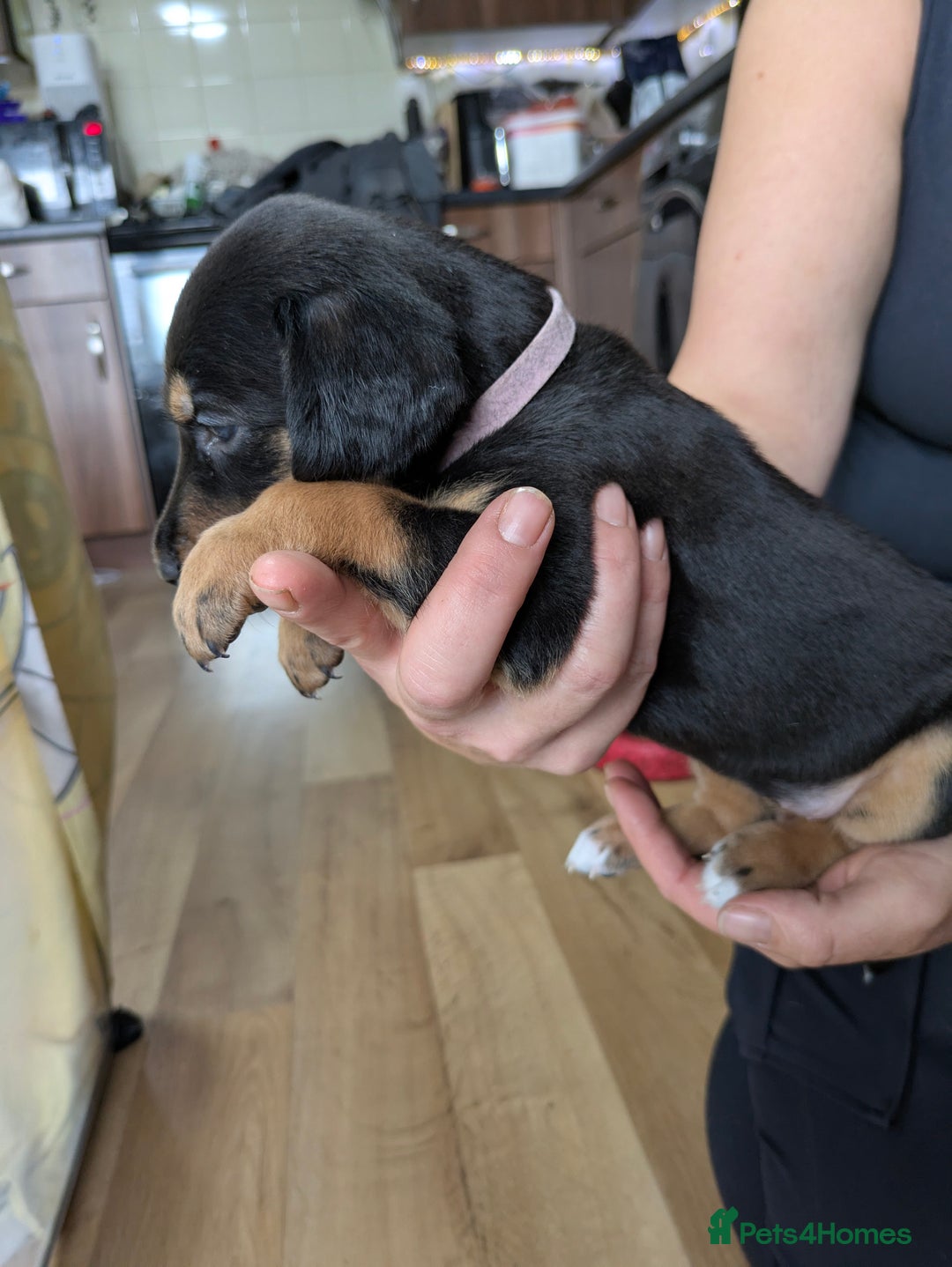 Mixed Breed dogs for sale: Jack, Springer X staffy, lurcher puppies - Image 8