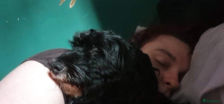 Mixed Breed dogs for sale: Alex 8 year old Cockapoo  - Advert 6