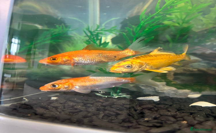 Koi Carp fish - Advert 2