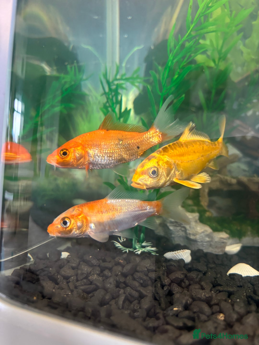 Koi Carp fish for sale: 3 koi carp - young  - Image 1