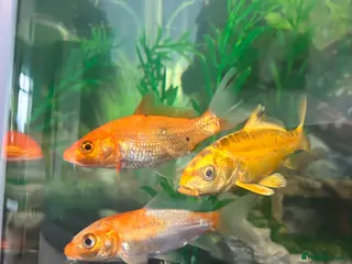 Koi Carp fish 3 koi carp - young - Advert 18