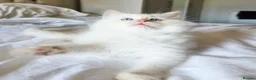 Ragdoll cats for sale: Gorgeous Fluffy Ragdoll Kittens in Birmingham - Advert 16
