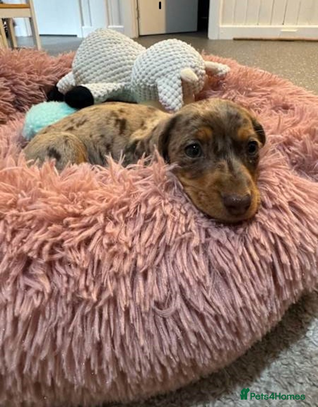 Miniature Dachshund dogs for sale: Amazing purebred mini Dachshunds smoothhair - Image 5