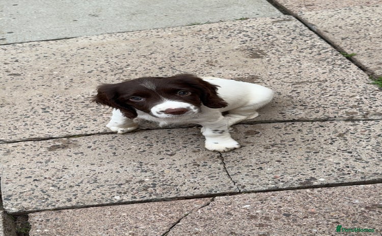 English Springer Spaniel dogs - Advert 1