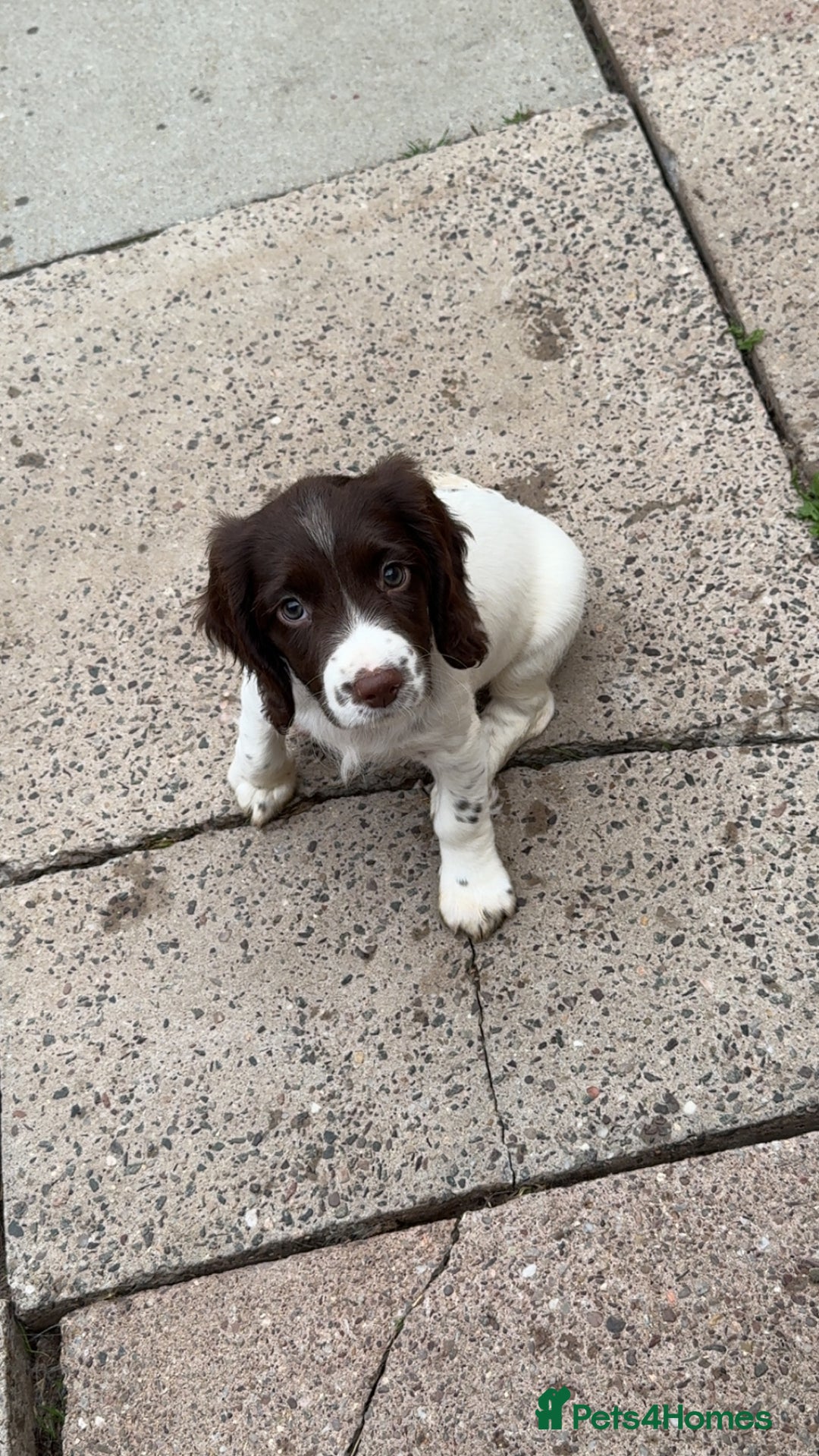 English Springer Spaniel dogs for sale: Working springer spaniel pup - Image 1
