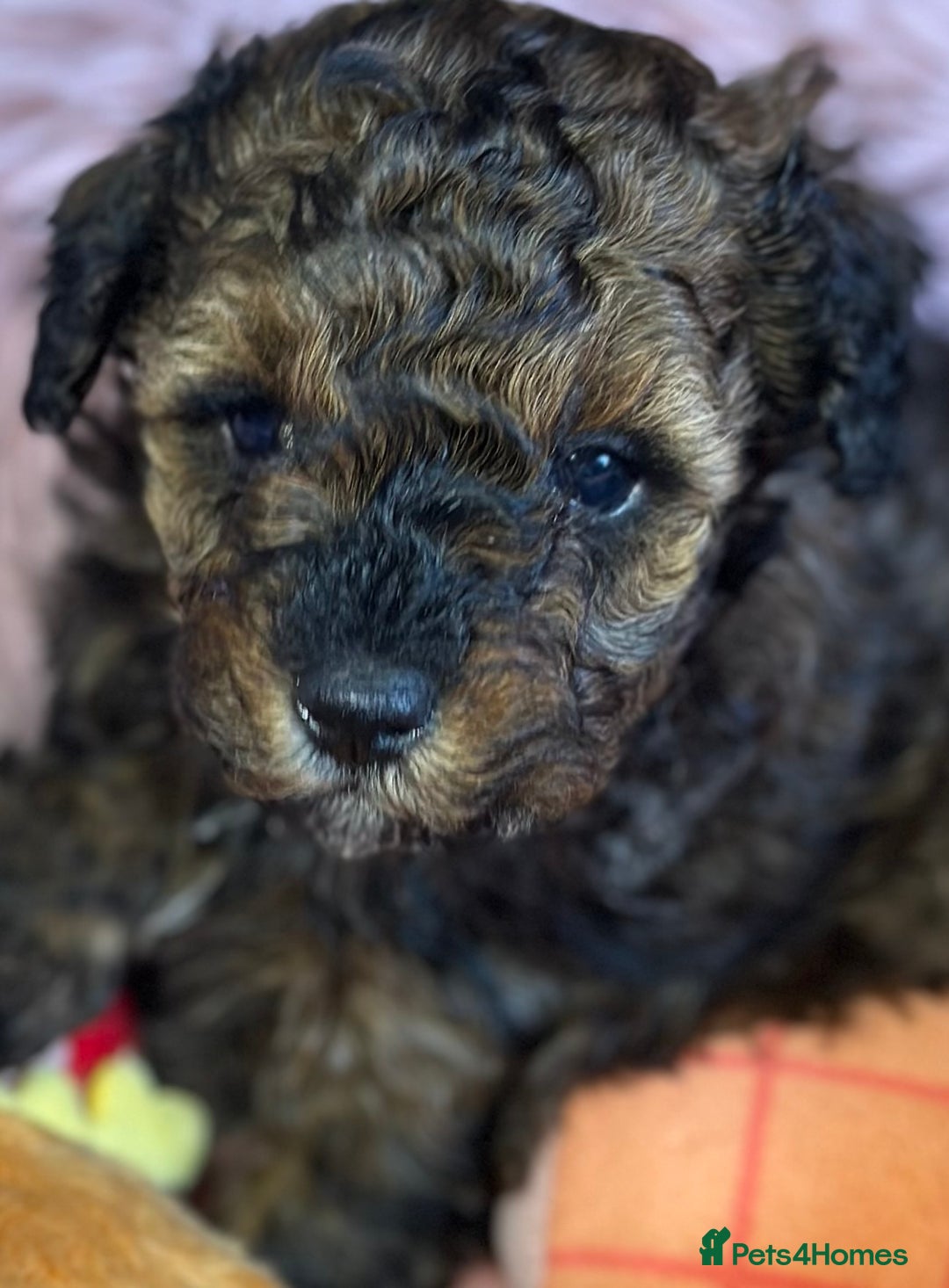 Toy Poodle dogs for sale: Tiny toy poodle puppies  - Image 4