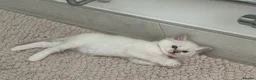 Ragdoll cats for sale: Adorable Ragdoll kittens  - Advert 8